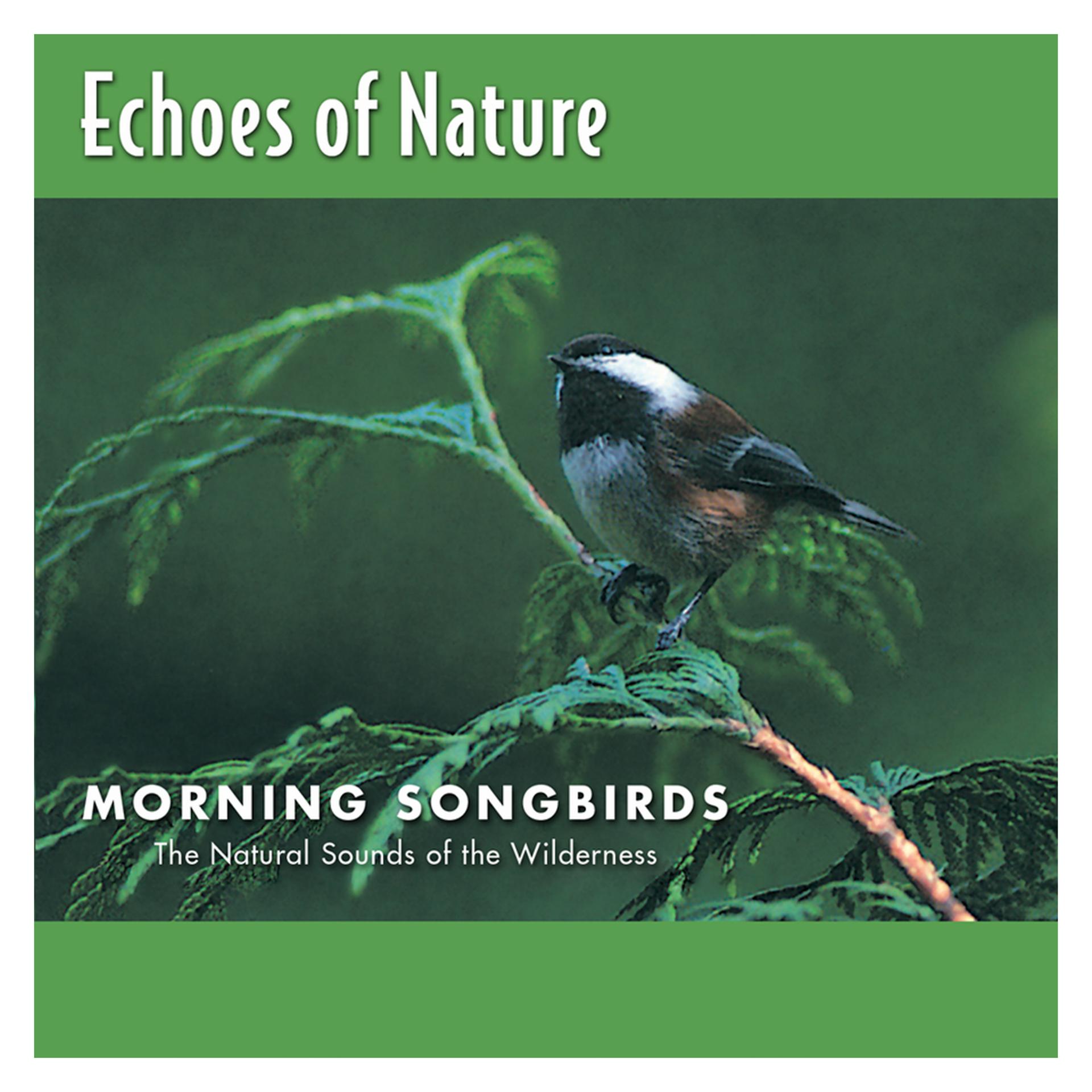 Постер альбома Morning Songbirds