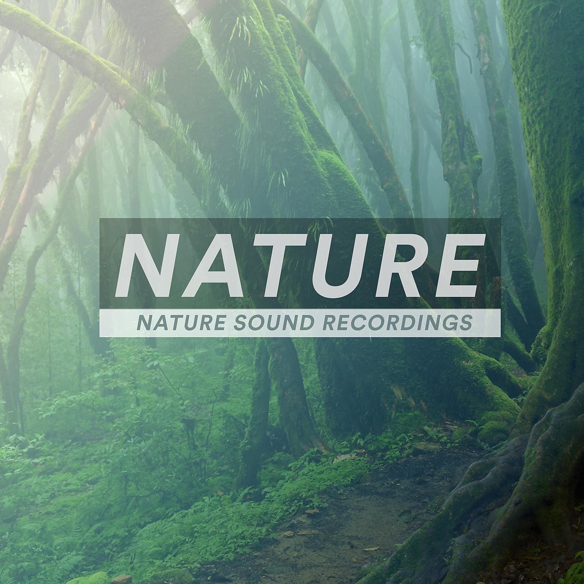 Постер альбома Nature - Nature Sound Recordings