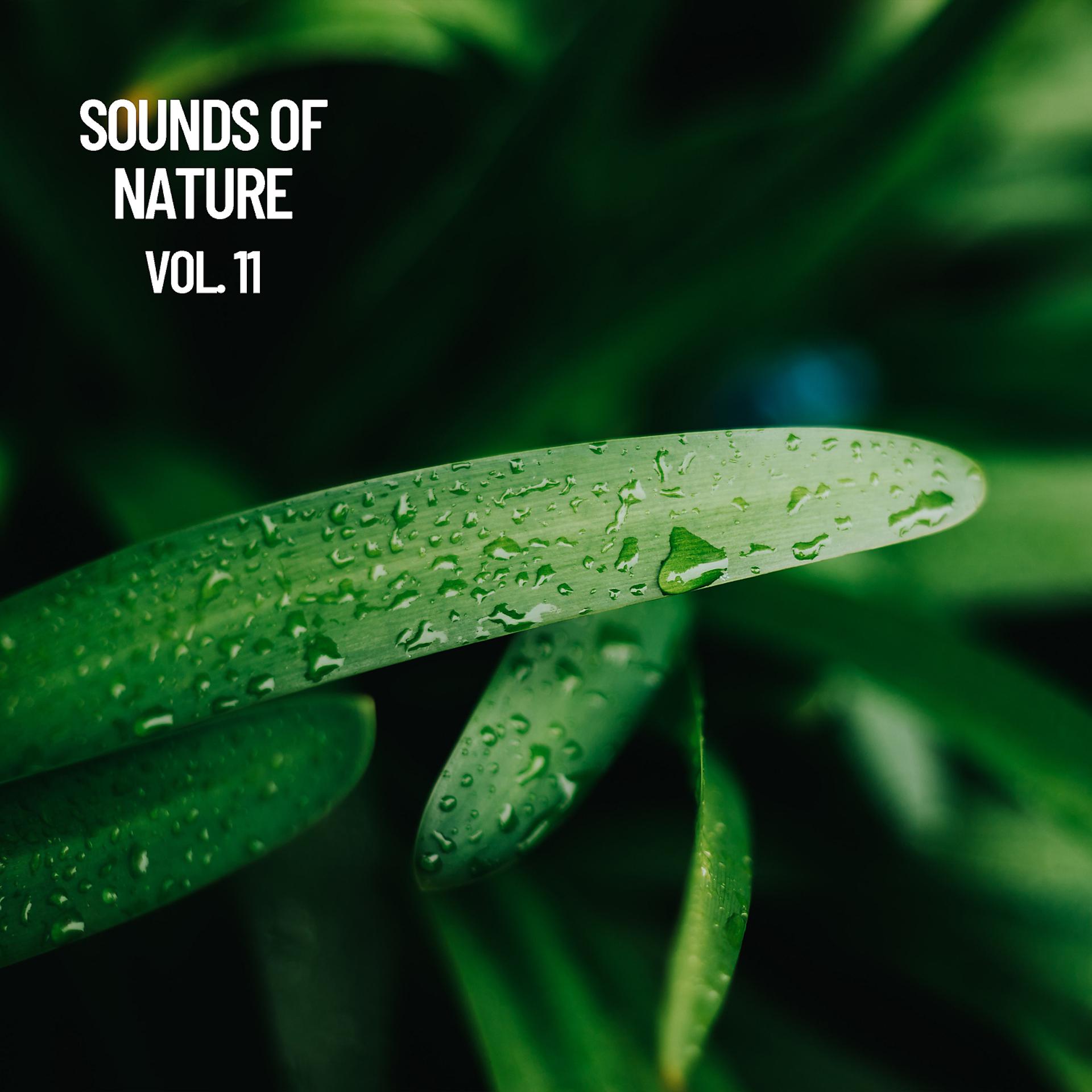 Постер альбома Relaxing: Sonidos naturales Vol. 11, Musica natural para dormir