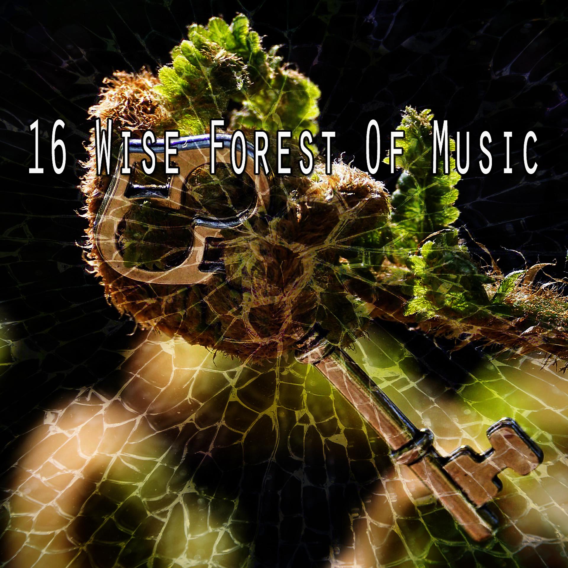 Постер альбома 16 Мудрый лес музыки