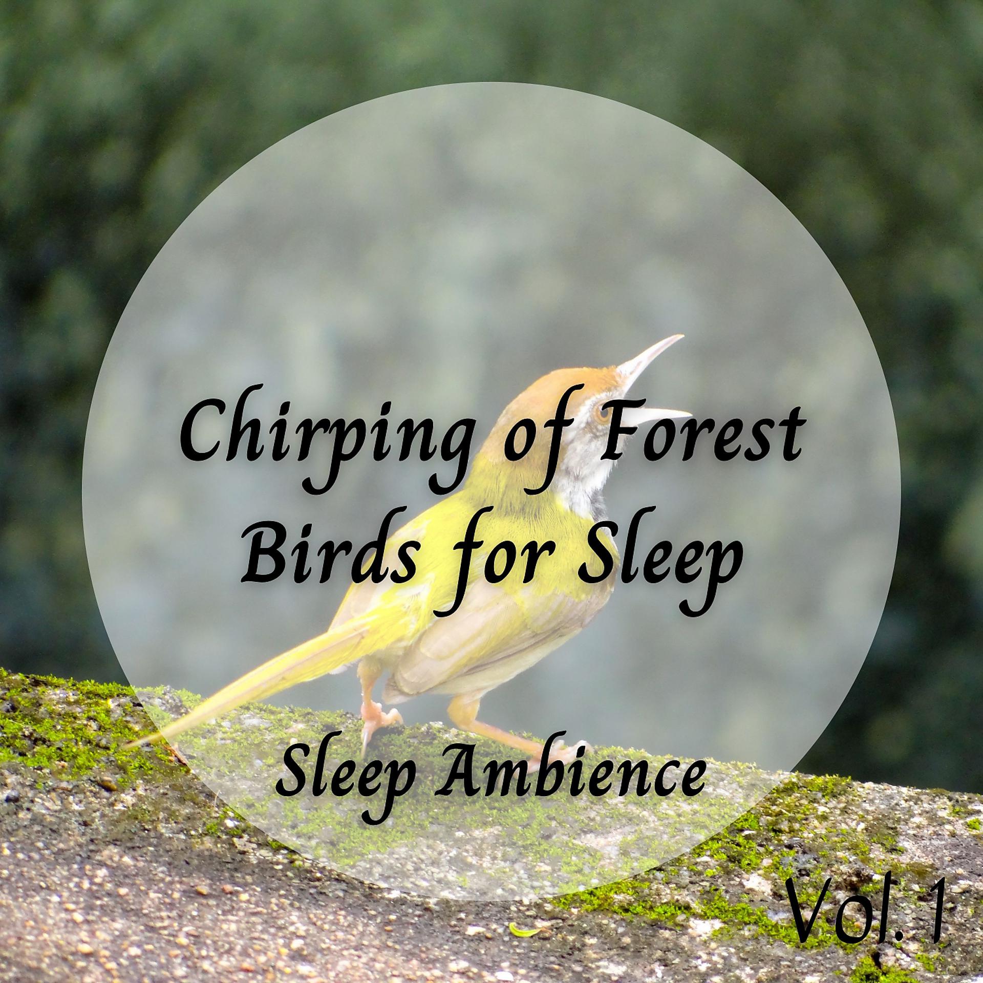 Постер альбома Sleep Ambience: Chirping of Forest Birds for Sleep Vol. 1