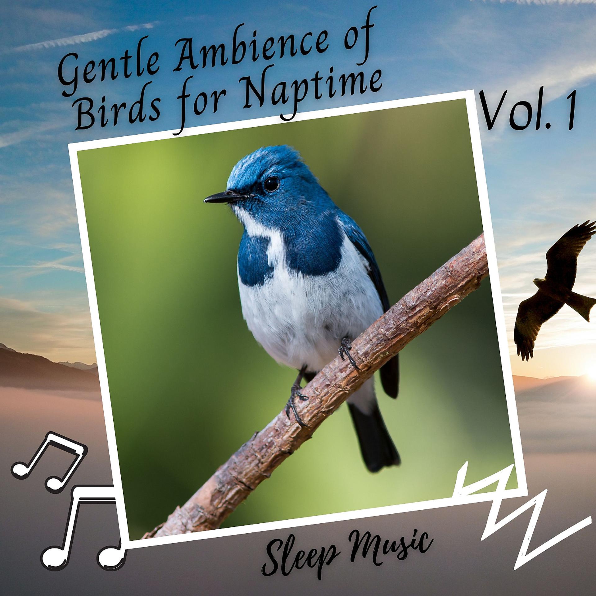 Постер альбома Sleep Music: Gentle Ambience of Birds for Naptime Vol. 1