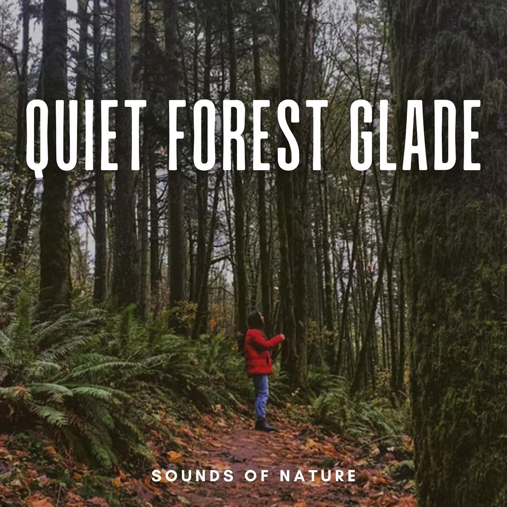 Постер альбома Sounds of Nature: Quiet Forest Glade