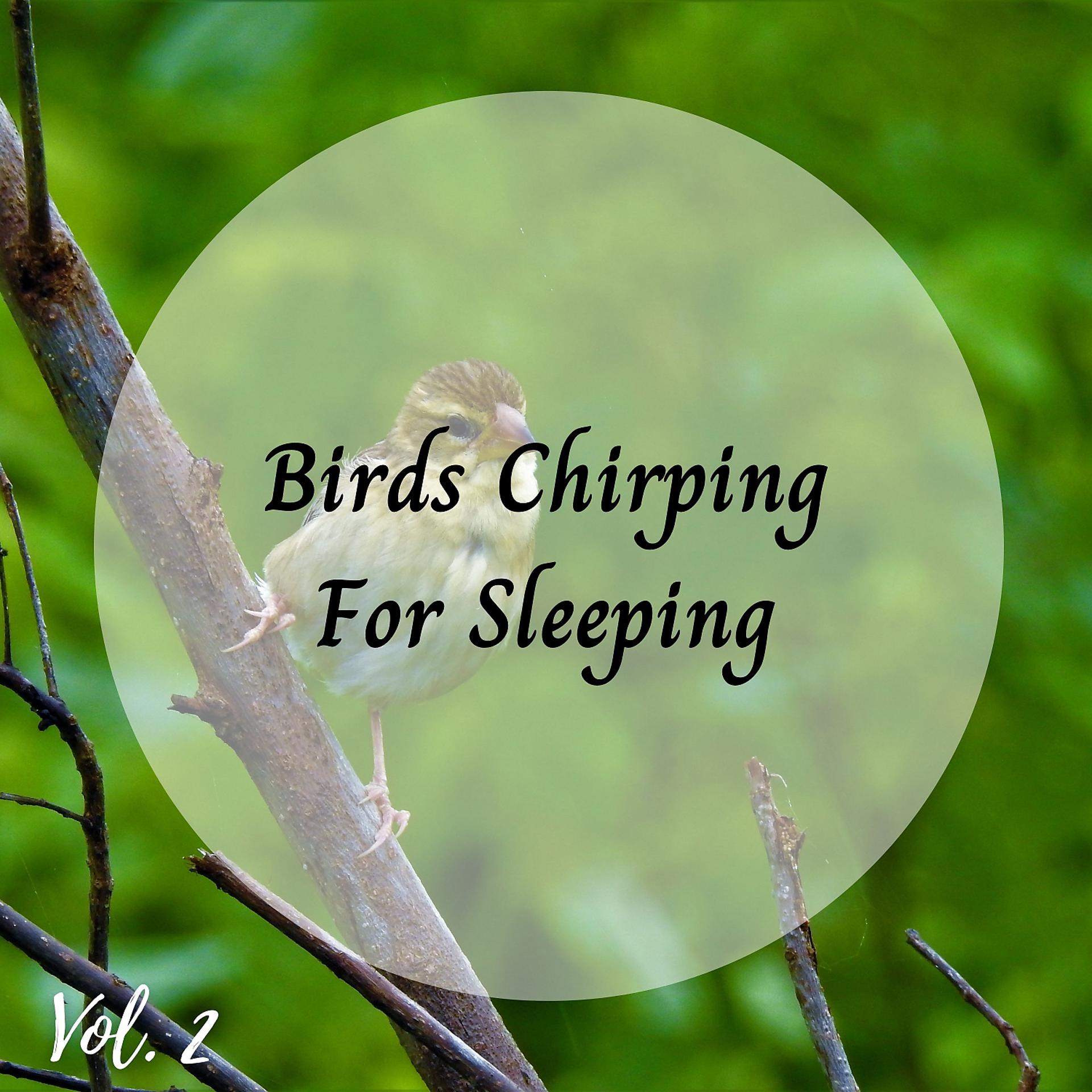 Постер альбома Birds Chirping For Sleeping Vol. 2