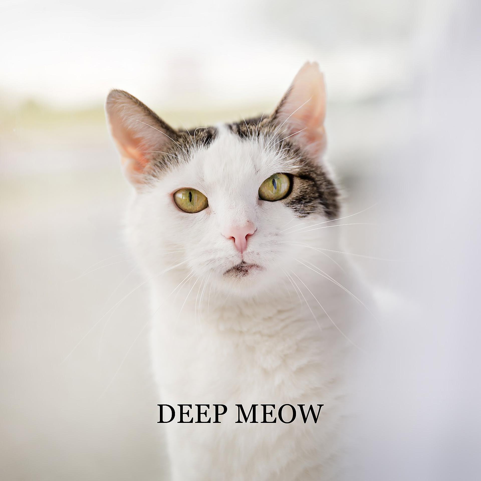 Постер альбома Deep Meow