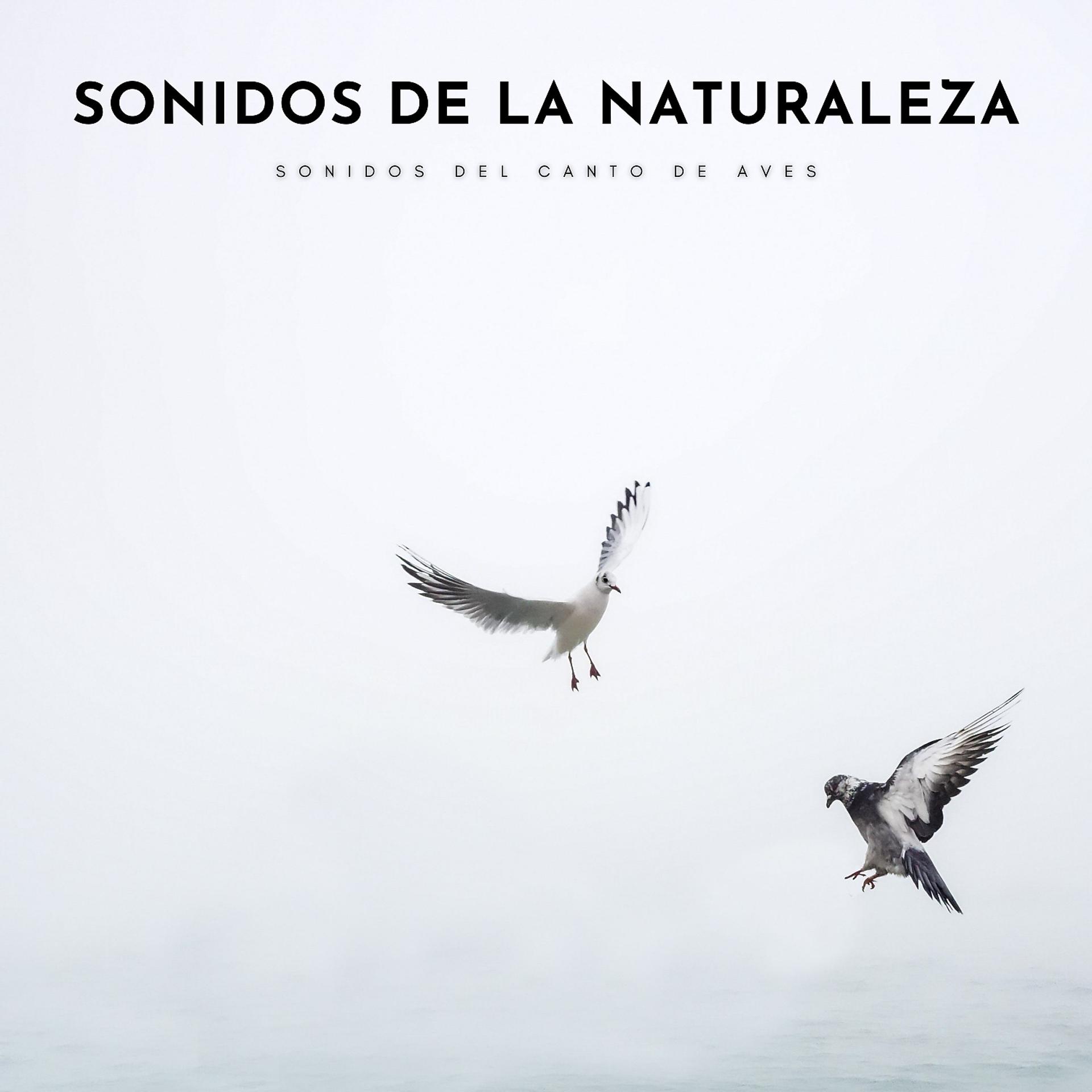 Постер альбома Sonidos De La Naturaleza: Sonidos Del Canto De Aves