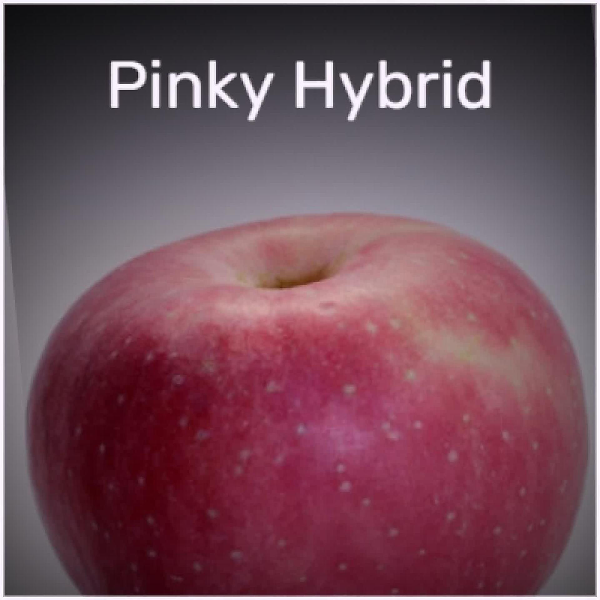 Постер альбома Pinky Hybrid
