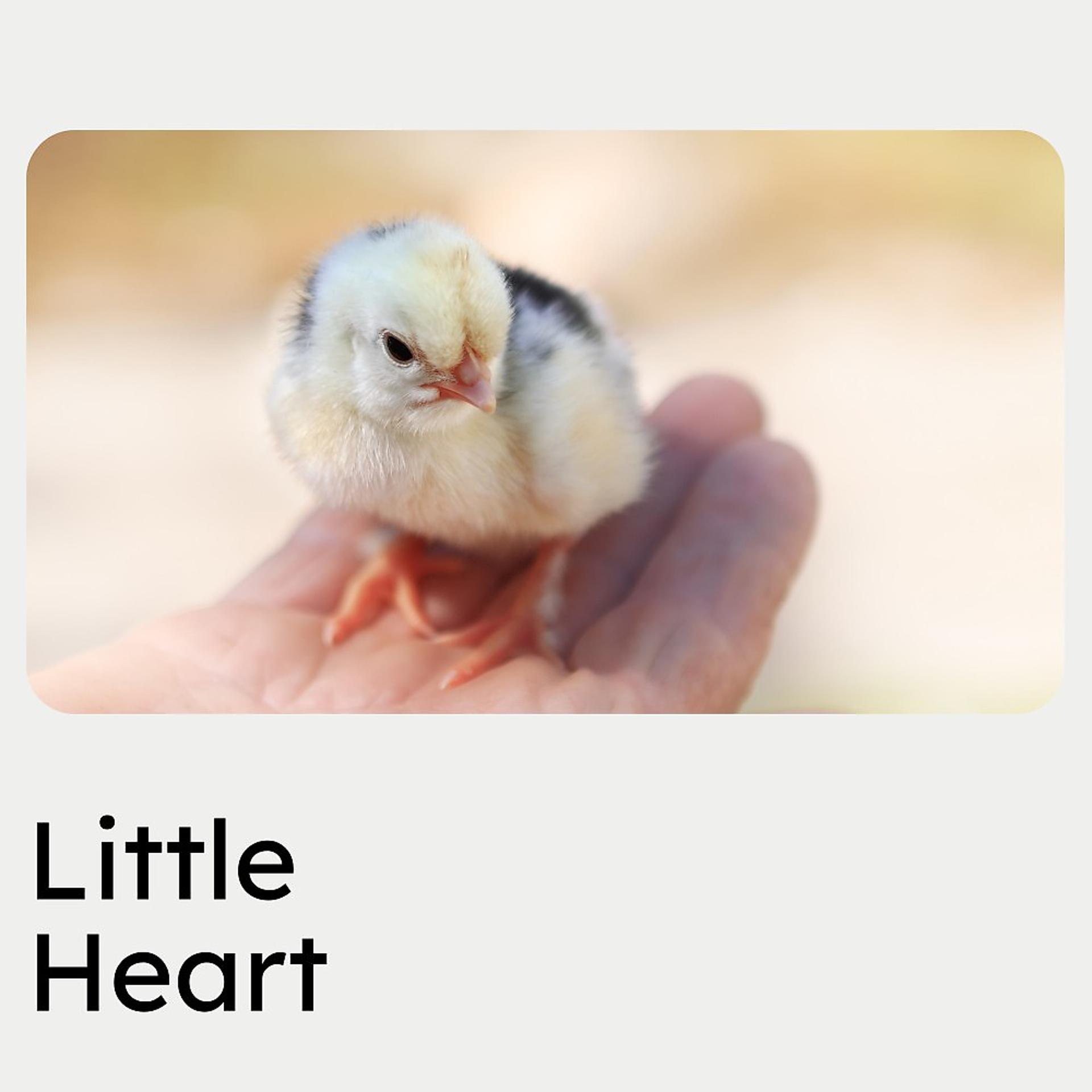 Постер альбома Little Heart