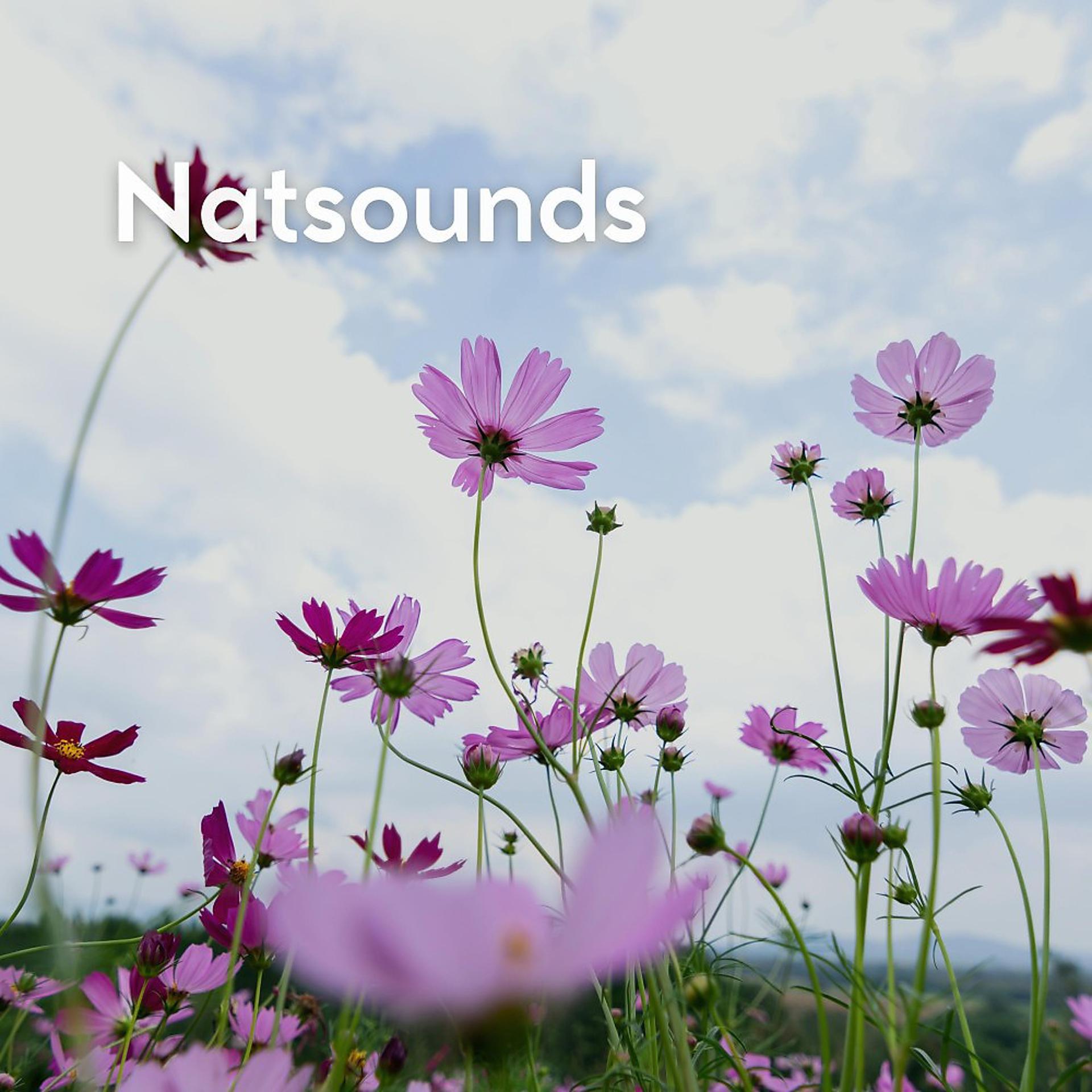 Постер альбома Natsounds