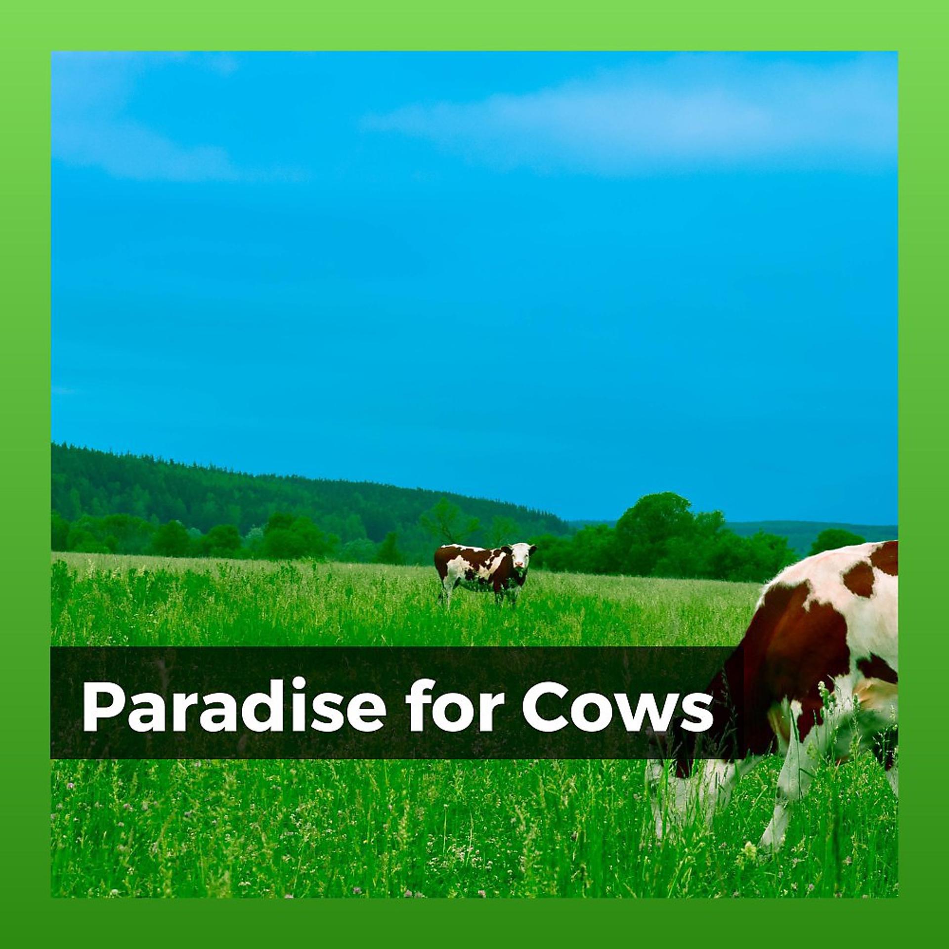 Постер альбома Paradise for Cows