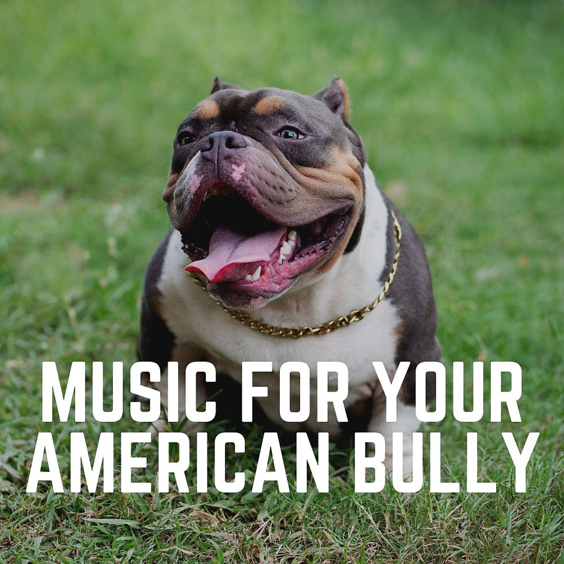 Постер альбома Music for Your American Bully