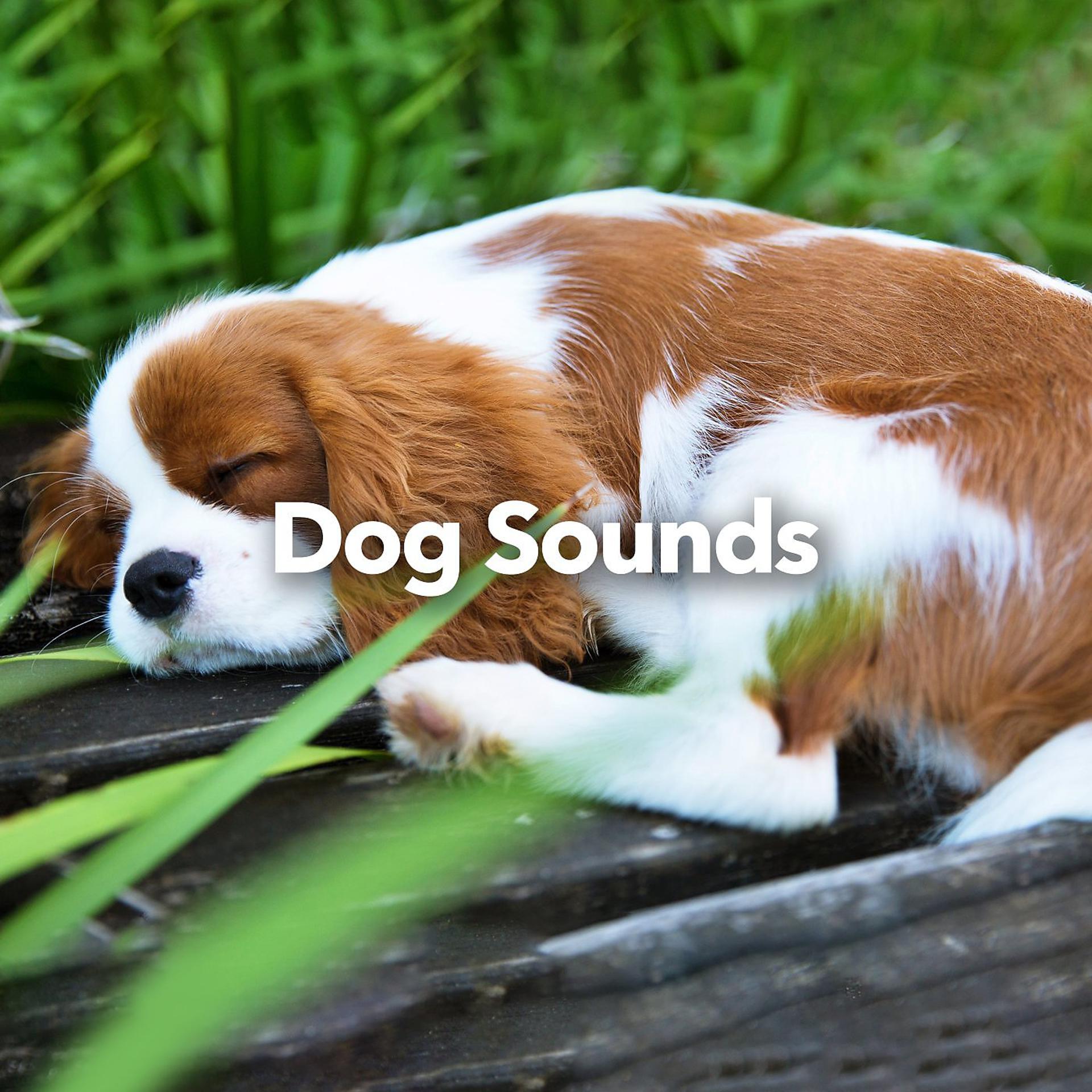 Постер альбома Dog Sounds