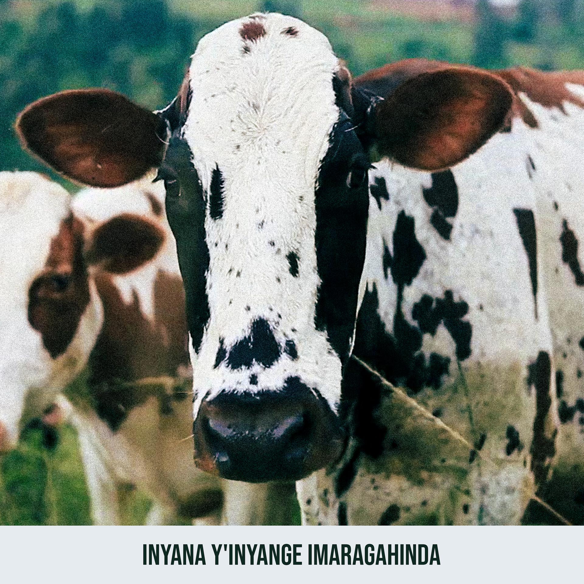 Постер альбома Inyana Y' Inyange Imaragahinda