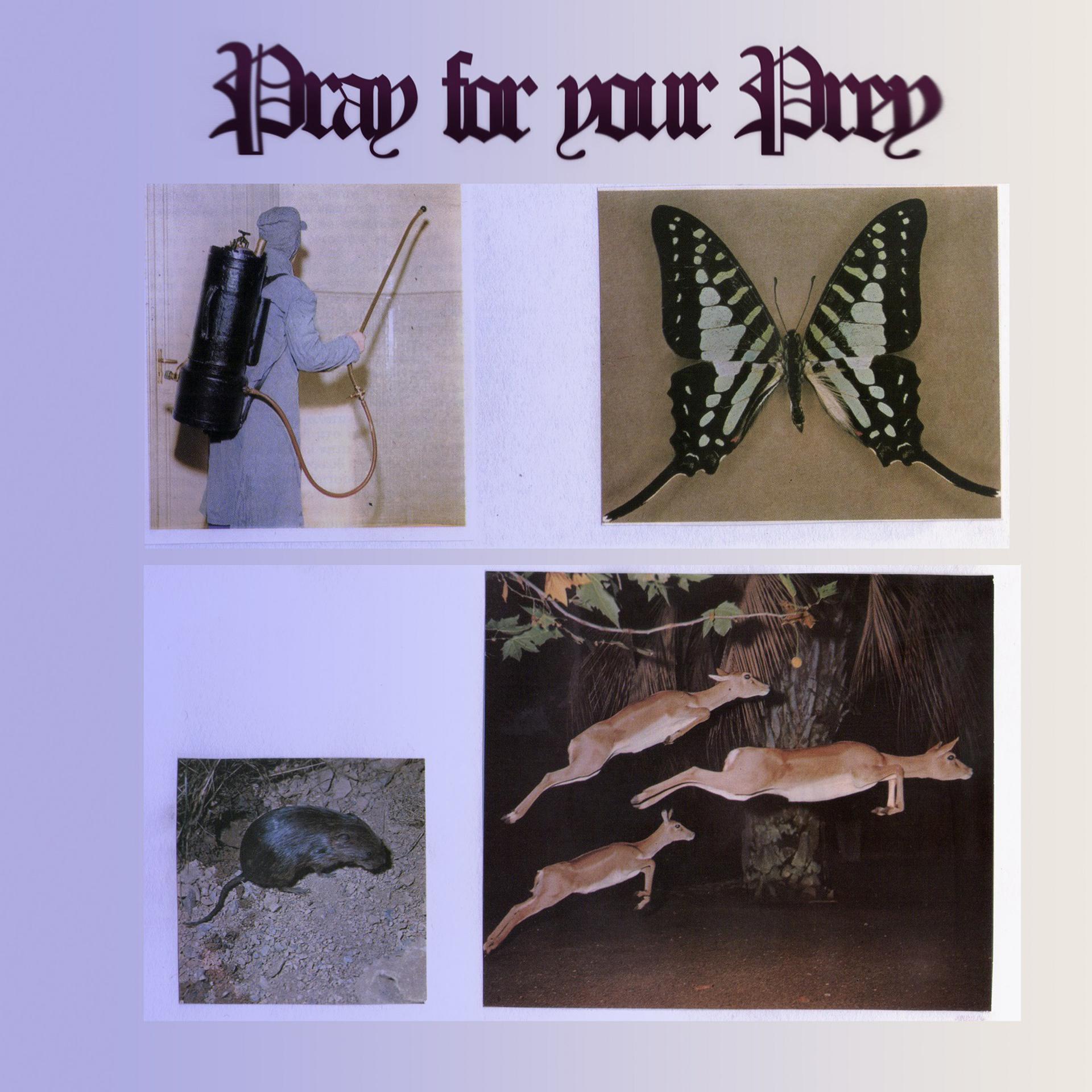 Постер альбома Pray For Your Prey