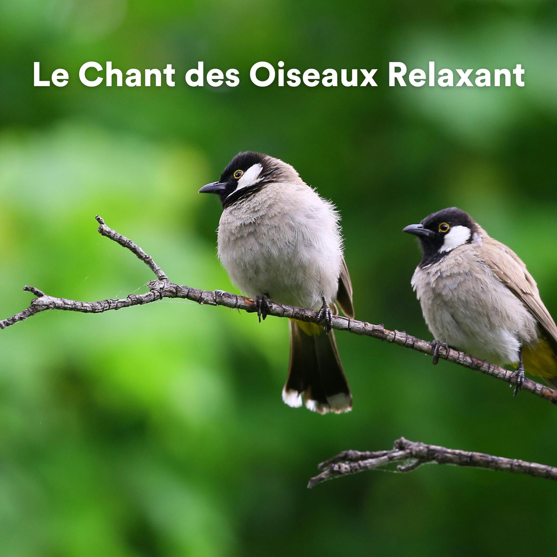 Постер альбома Le chant des oiseaux relaxant