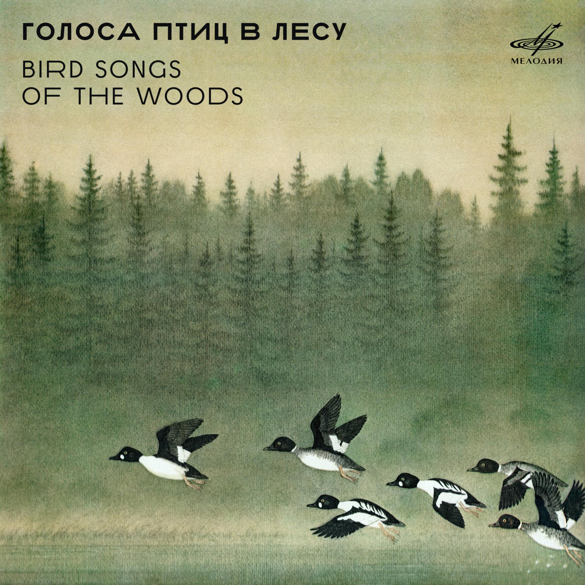 Постер альбома Голоса птиц в лесу