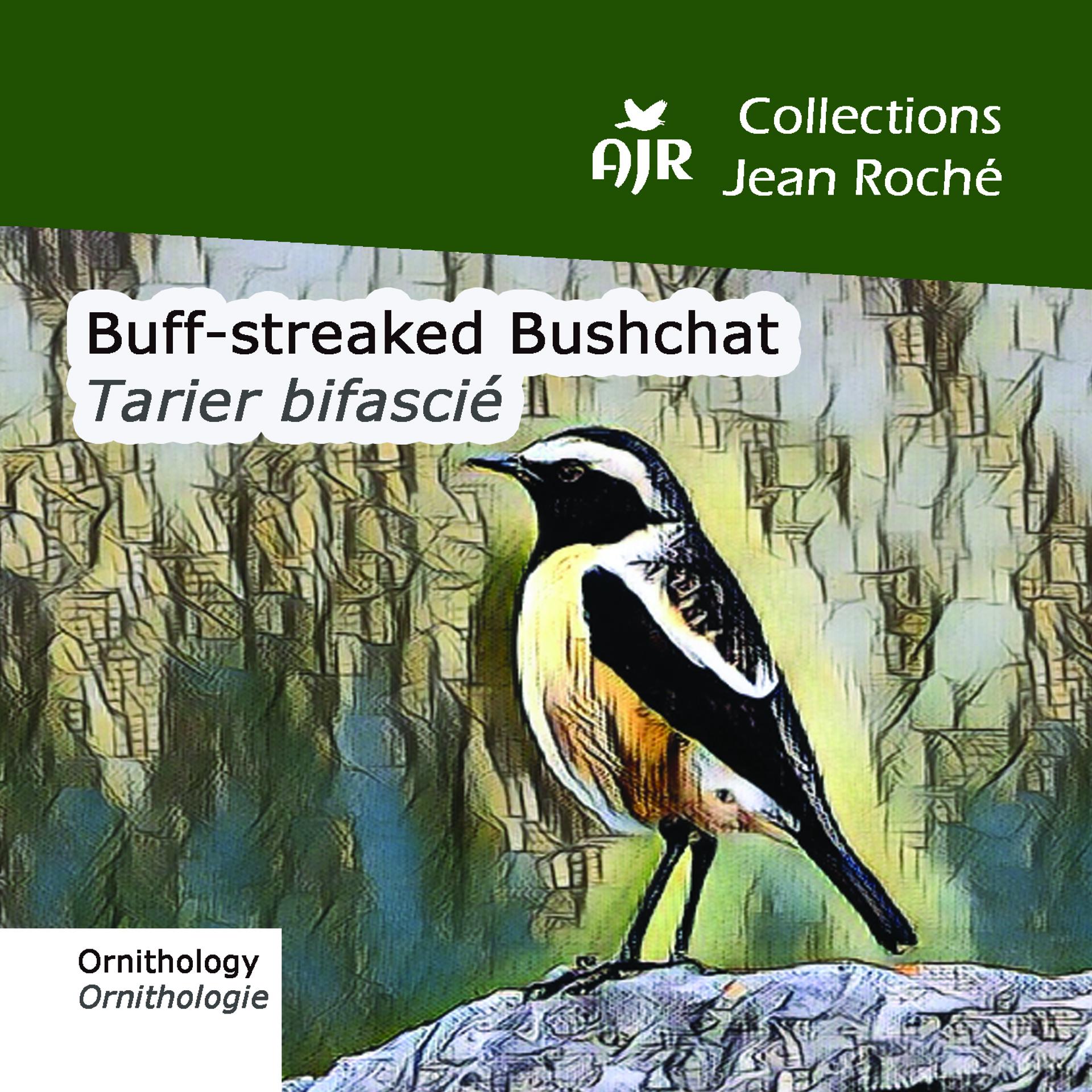 Постер альбома Buff-streaked Bushchat-Tarier bifascié-Campicoloides bifasciatus