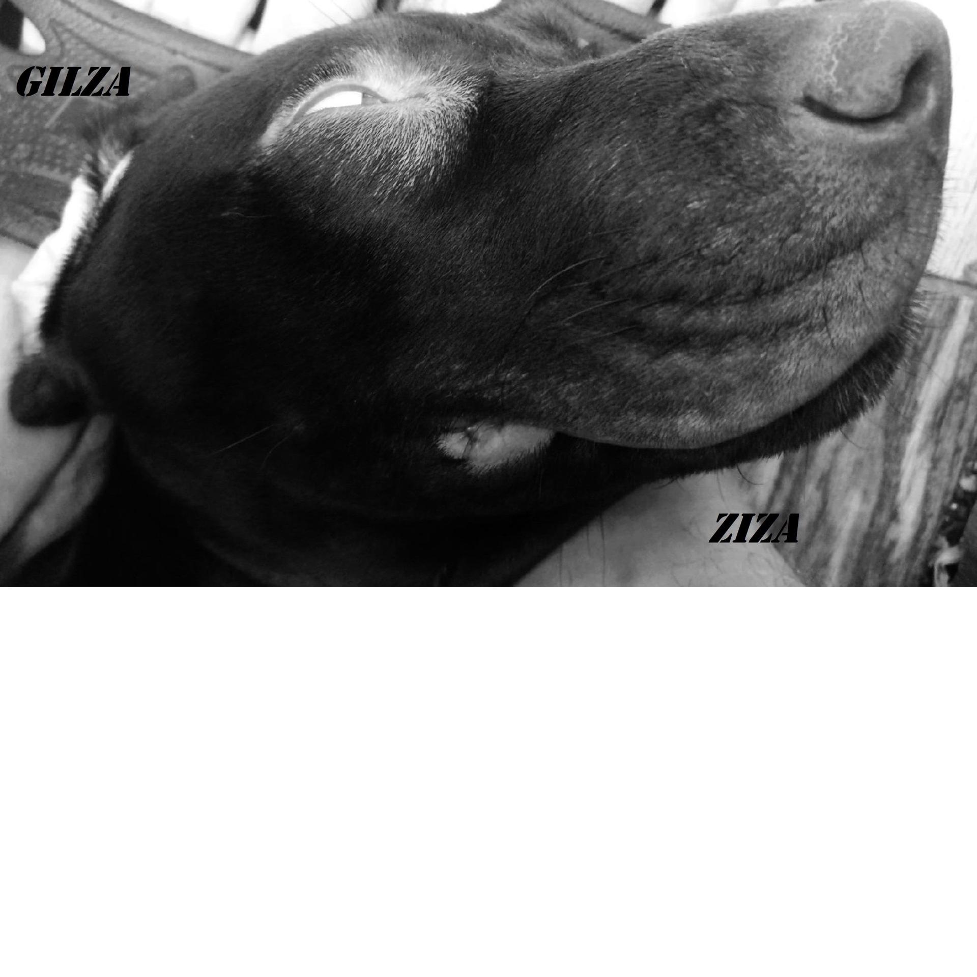 Постер альбома Ziza