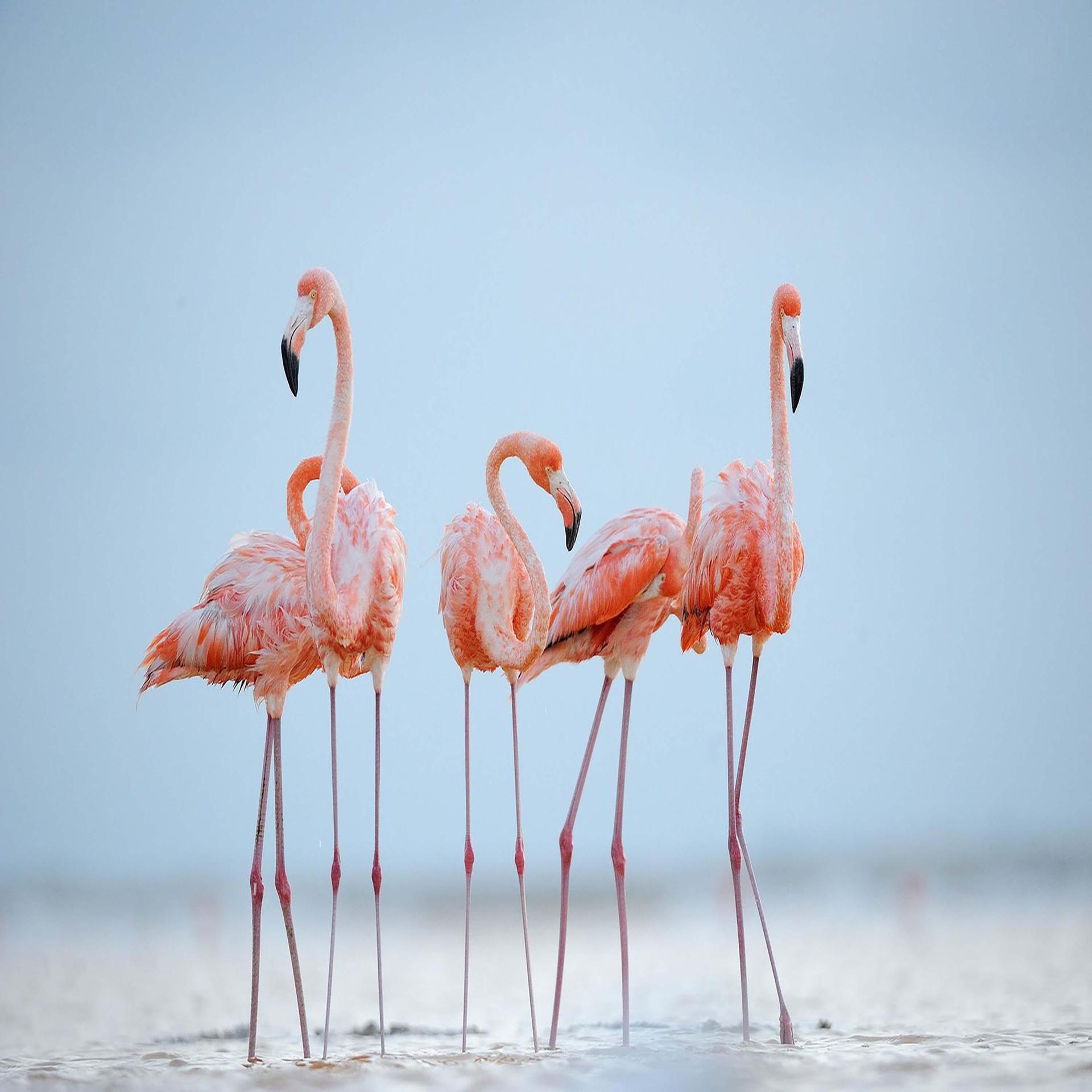 Постер альбома Childish Flamingos