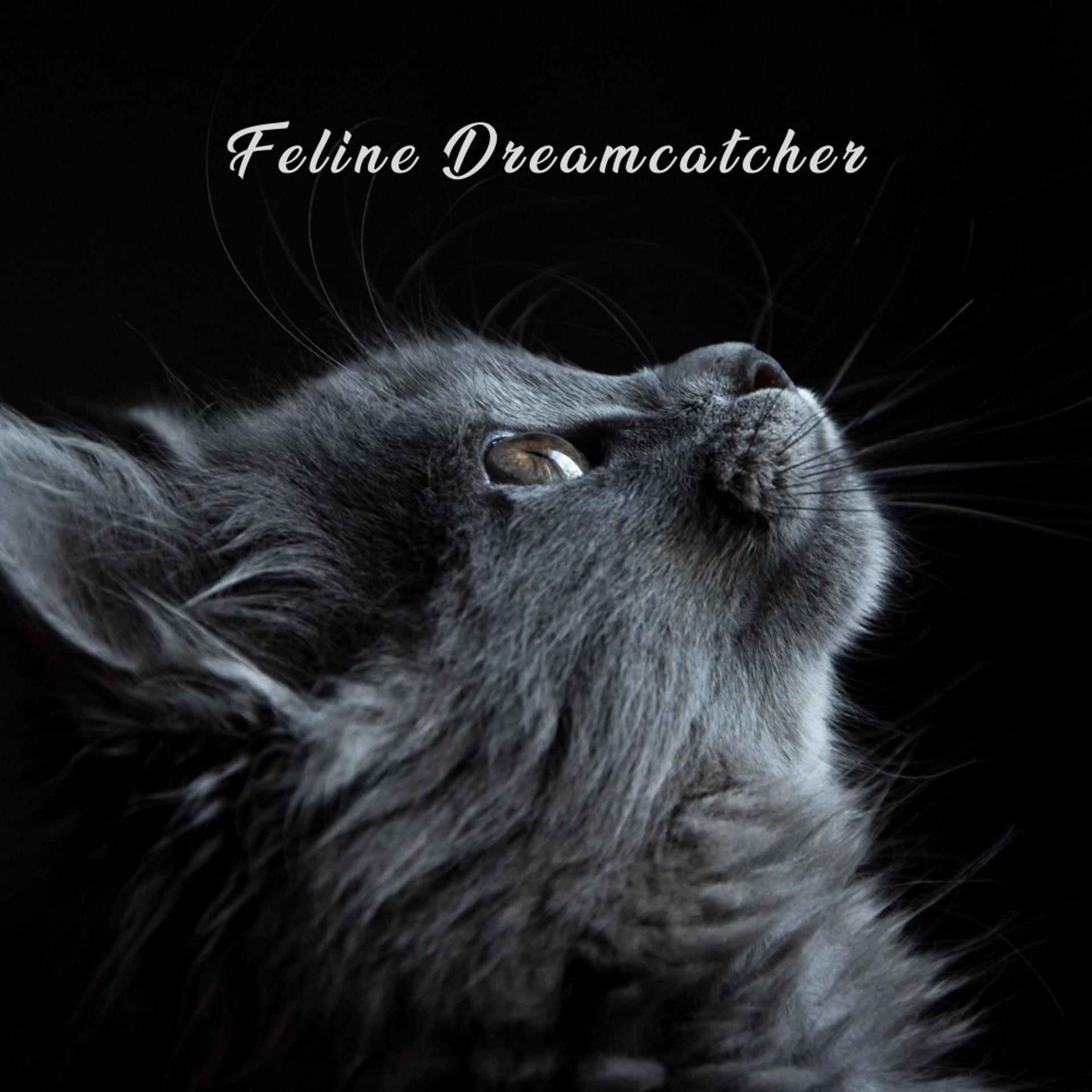 Постер альбома Feline Dreamcatcher