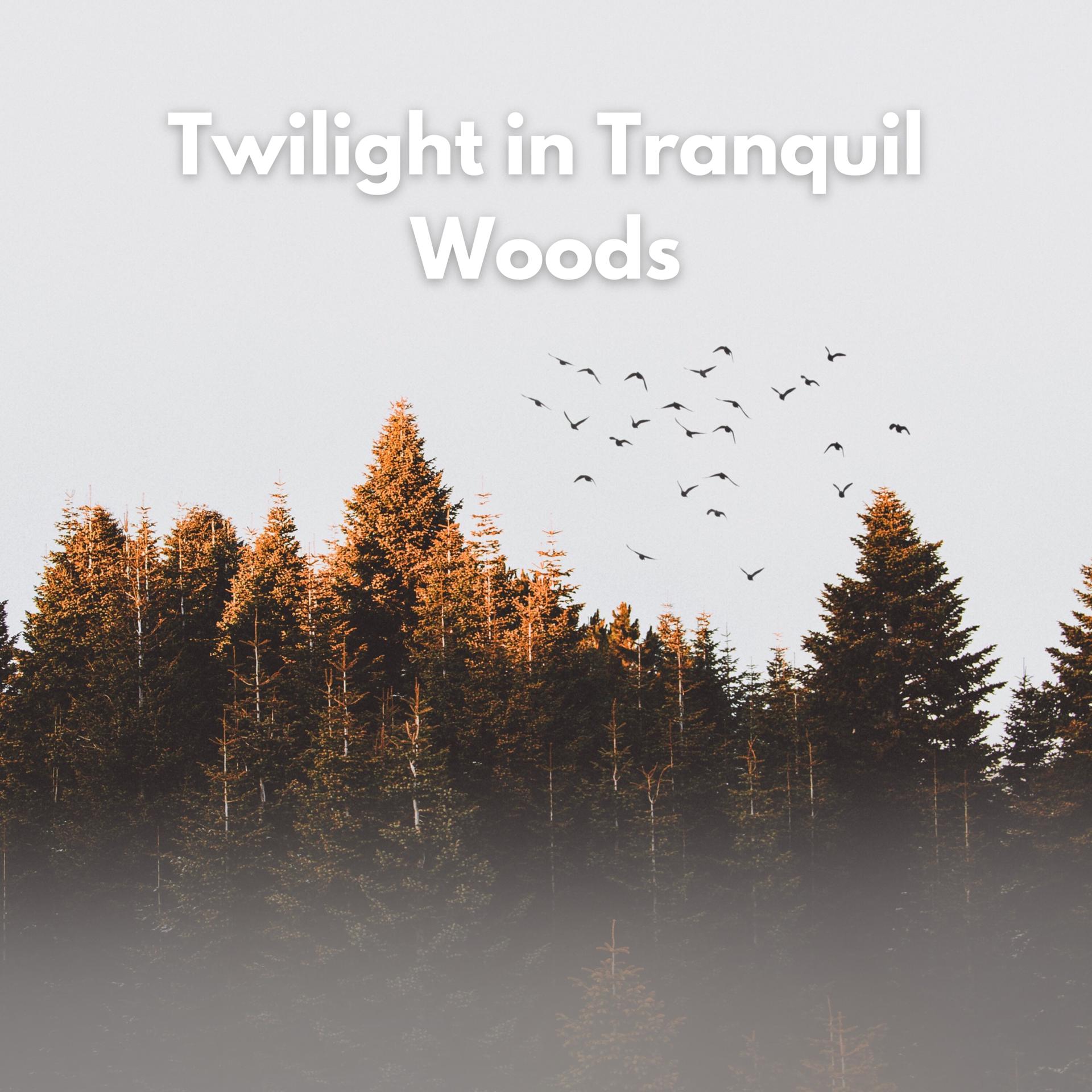 Постер альбома Twilight in Tranquil Woods