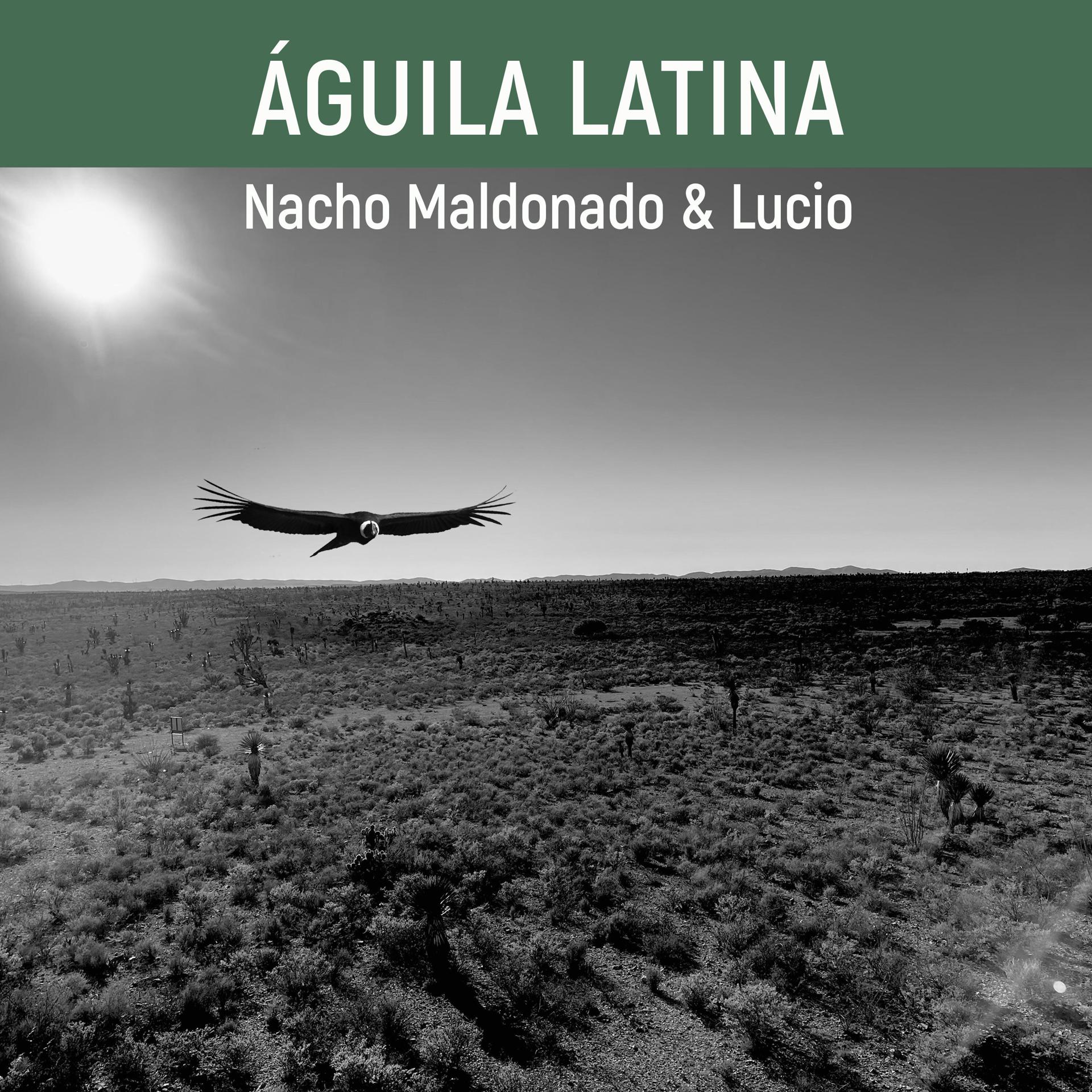 Постер альбома Aguila Latina