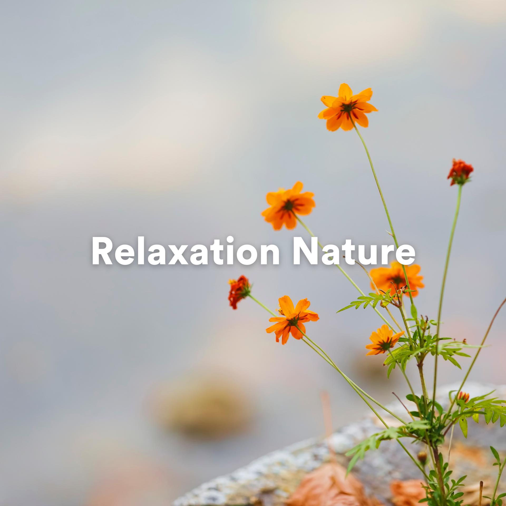 Постер альбома Relaxation Nature