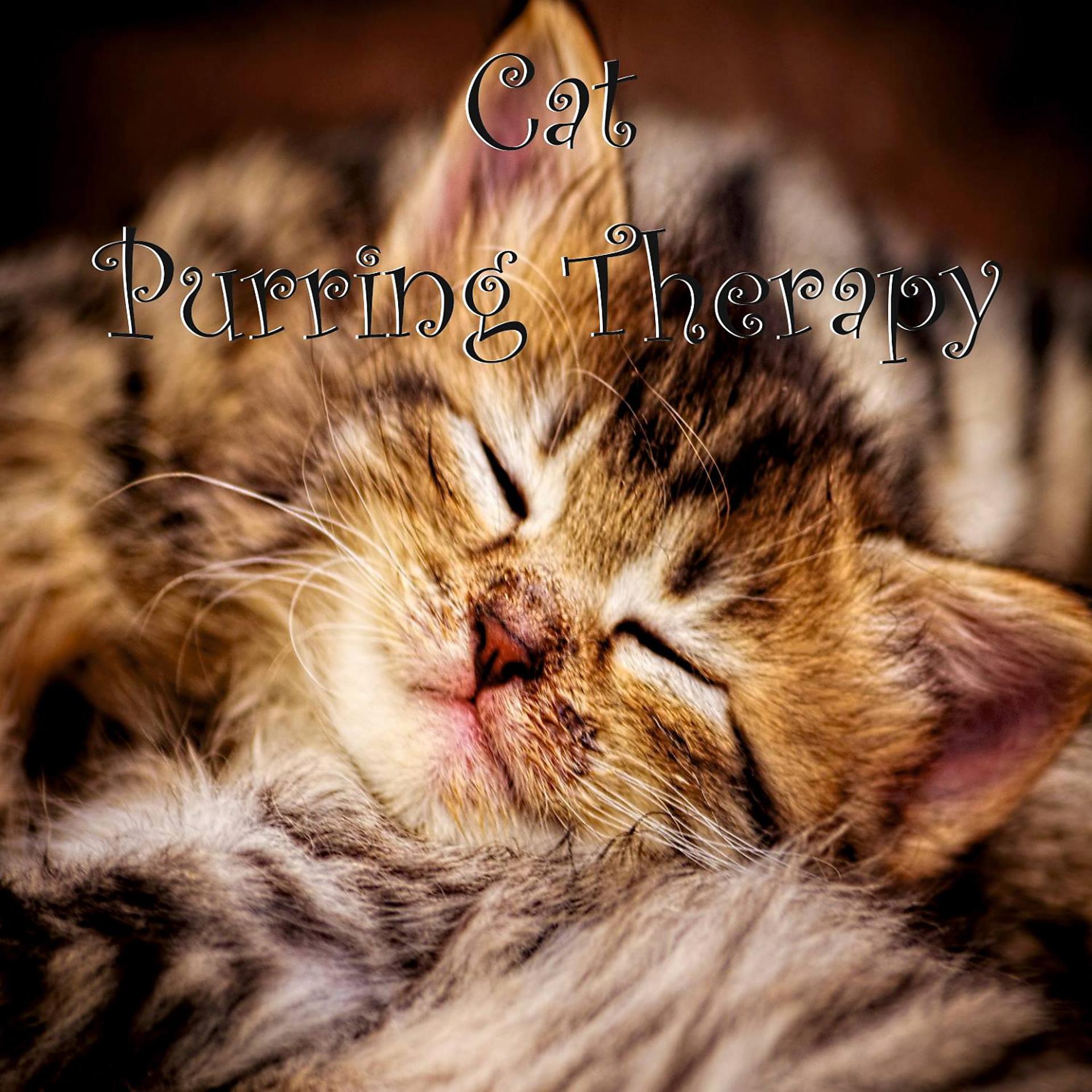 Постер альбома Cat Purring Therapy