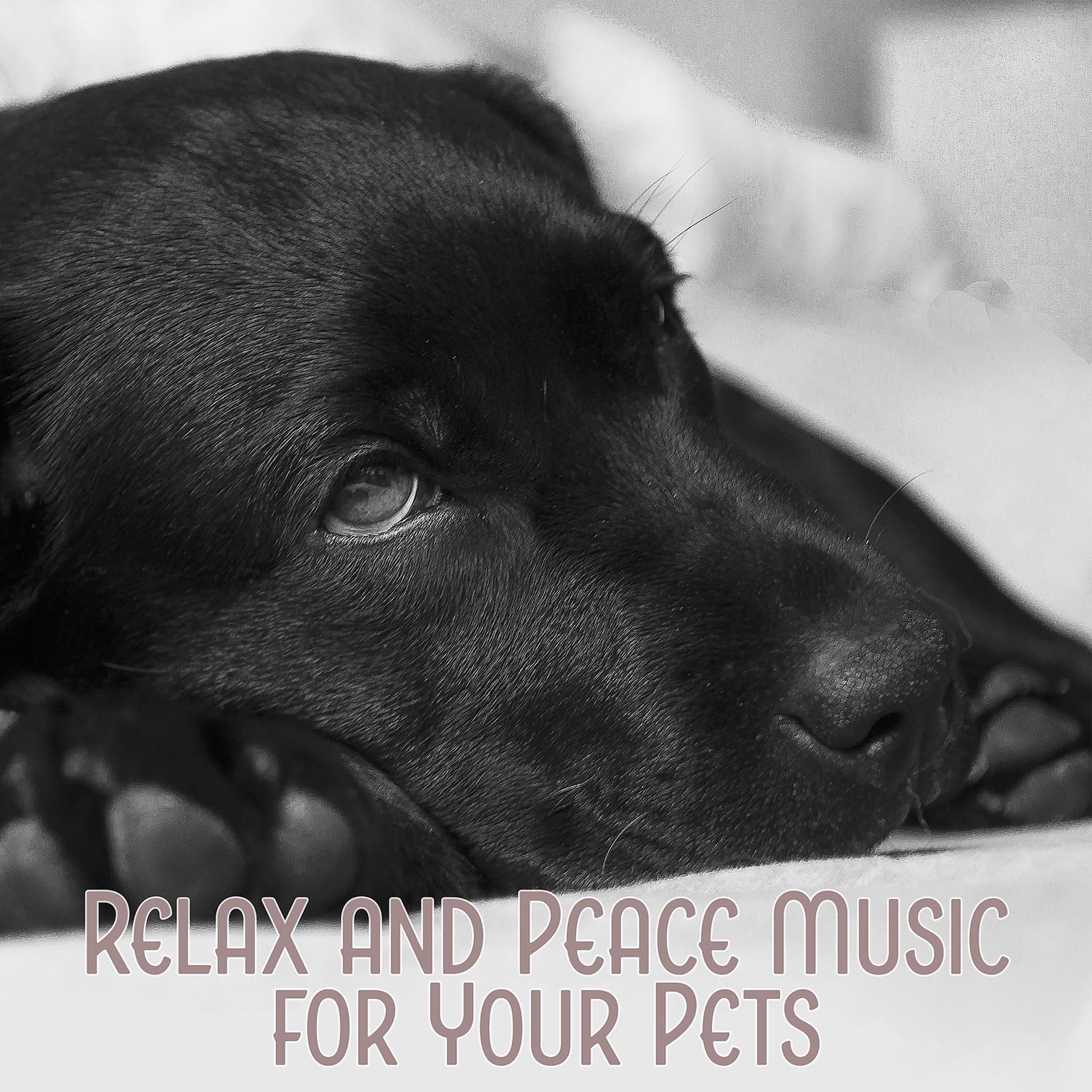 Постер альбома Relax and Peace Music for Your Pets: Deep Sleep for Dog and Cat, Canine and Feline Calming Sounds for Complete Serenity