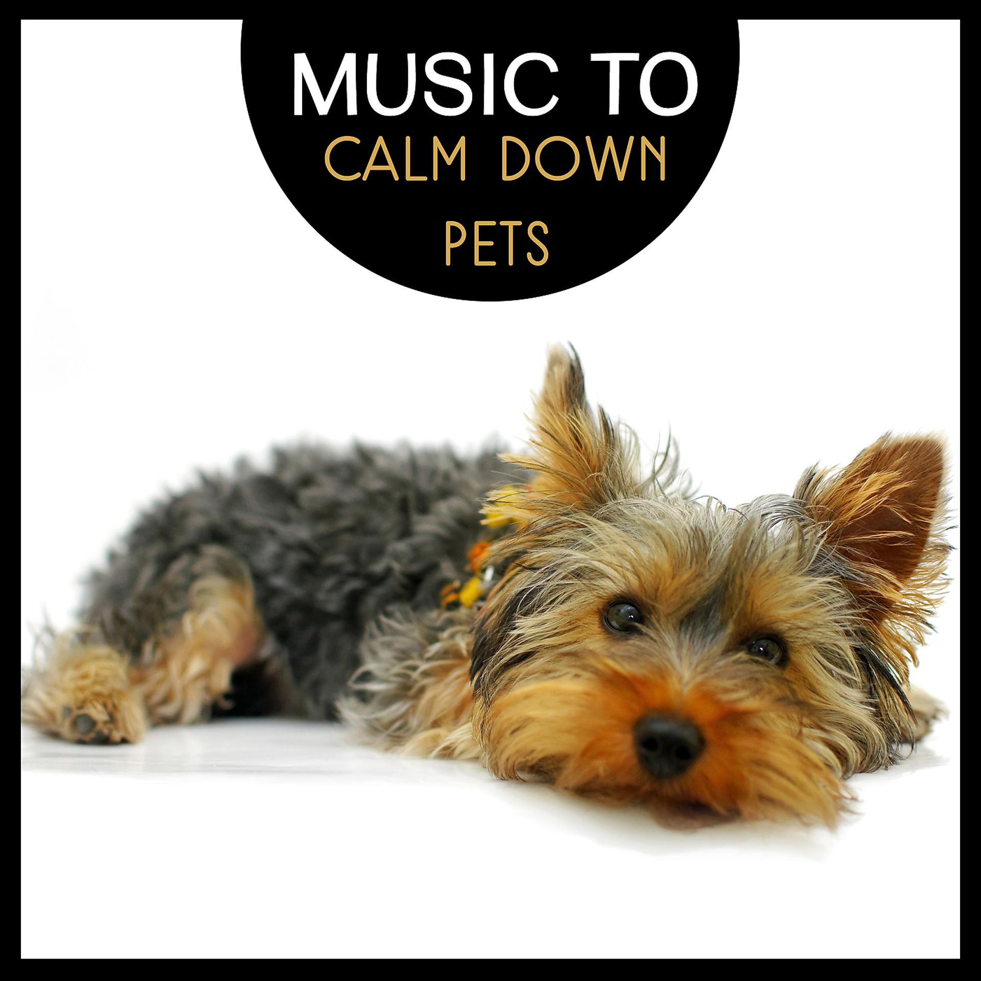 Постер альбома Music to Calm Down Pets: Relax Your Buddies, Pet Whisperer Sounds
