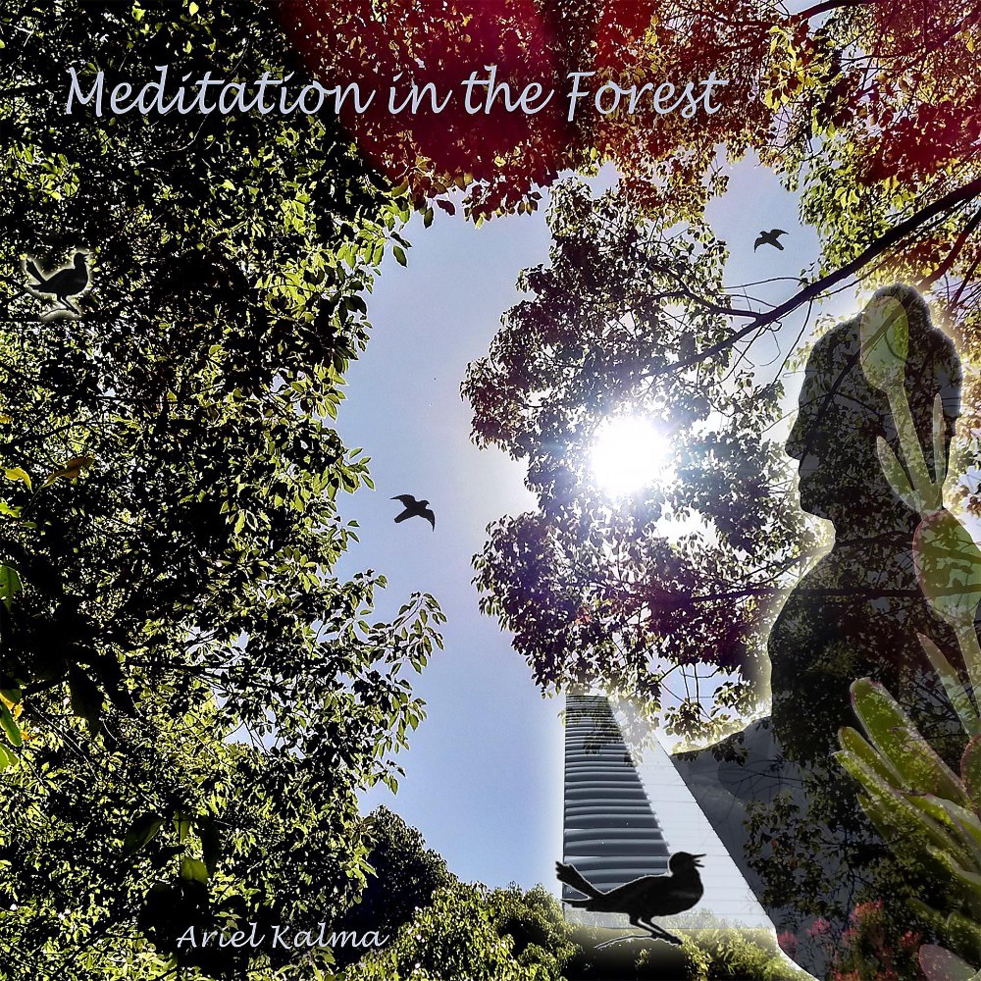 Постер альбома Meditation in the Forest
