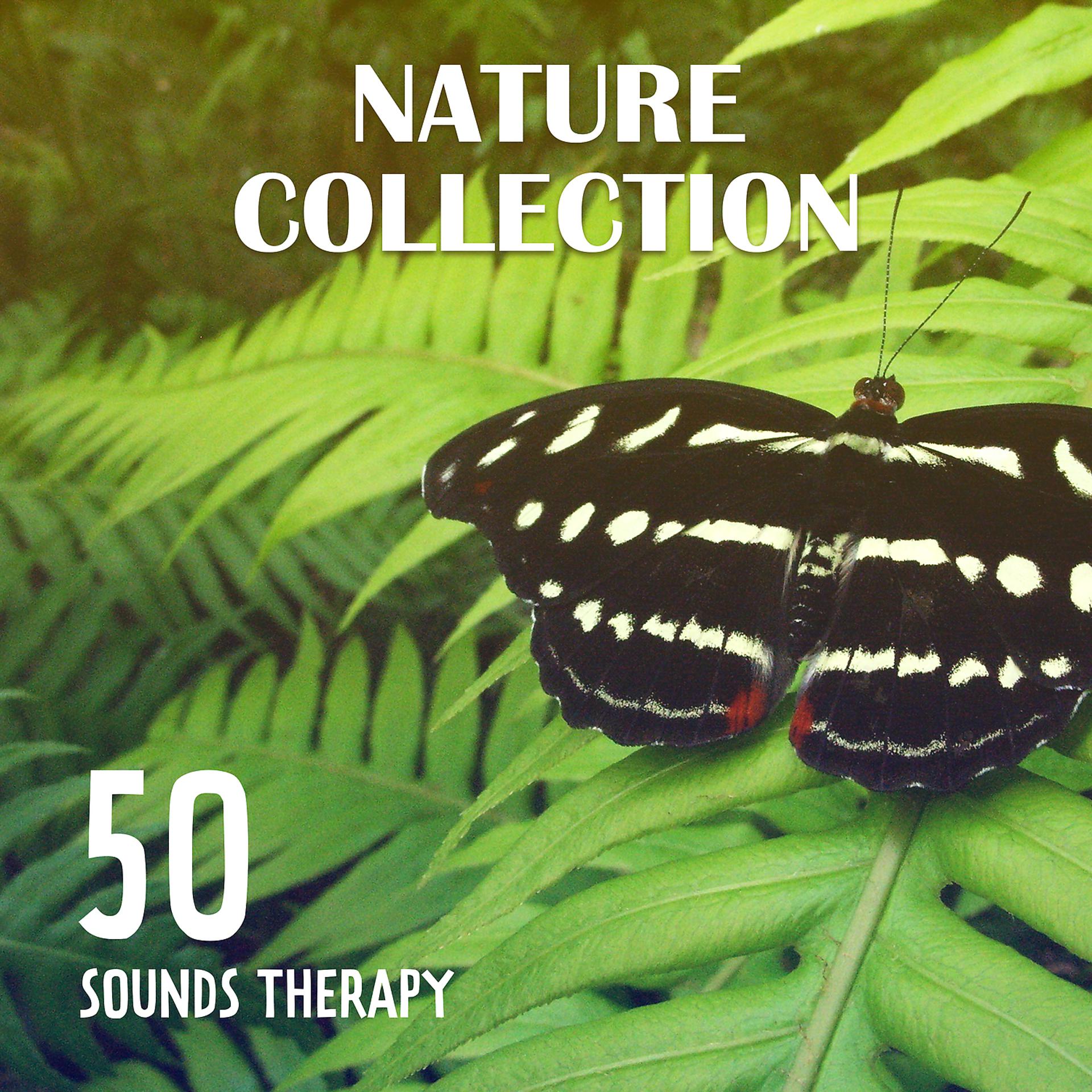 Постер альбома Nature Collection – 50 Sounds Therapy: Relaxation, Magical Journey Across the Oceans & Forests, Rain Hum, Waves Vibration