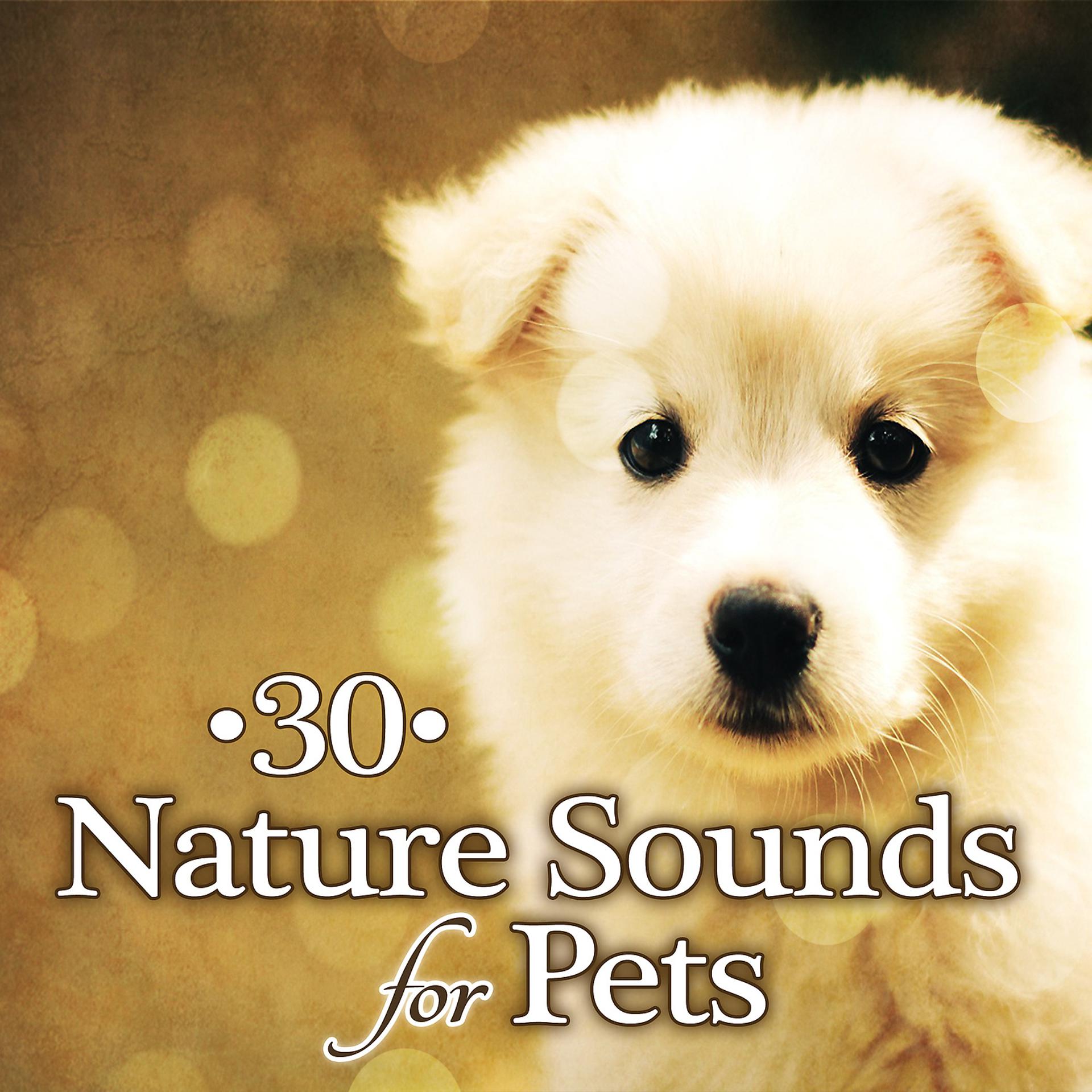 Постер альбома 30 Nature Sounds for Pets: Peaceful Puppies & Calm Kittens, Relaxing Music Therapy to Calm Down Your Pet While You Are Out