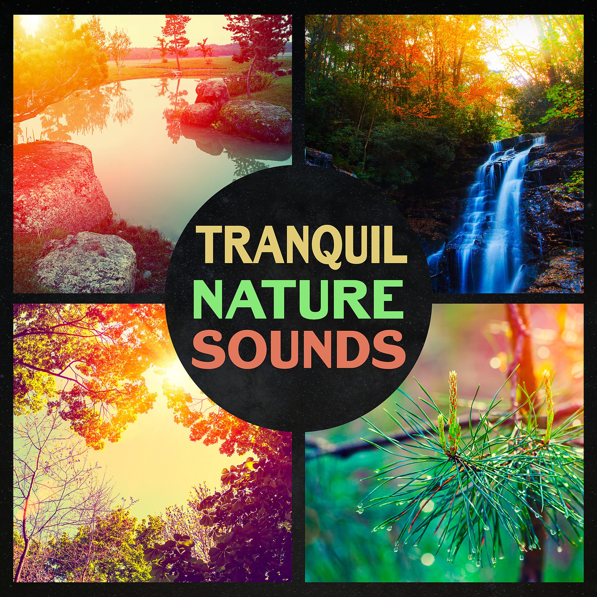 Постер альбома Tranquil Nature Sounds – Yoga & Meditation in Green Space, Relaxing Energy from Nature, Deep Breathing for Anti Stress