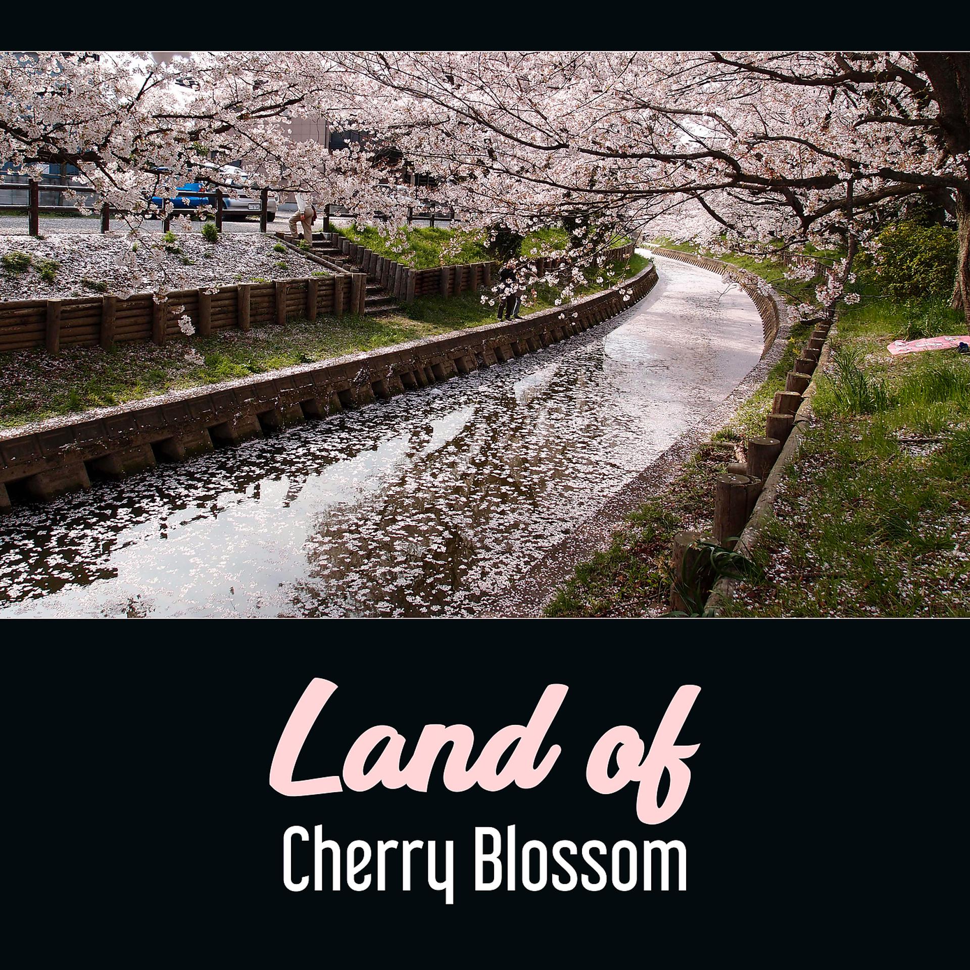 Постер альбома Land of Cherry Blossom – Kyoto Zen Garden, Nature Music, Japanese Harmony, Oriental Buddha Mindfulness