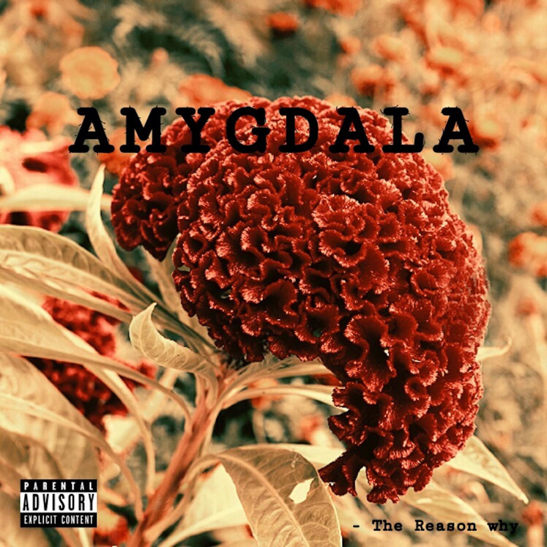 Постер альбома Amygdala