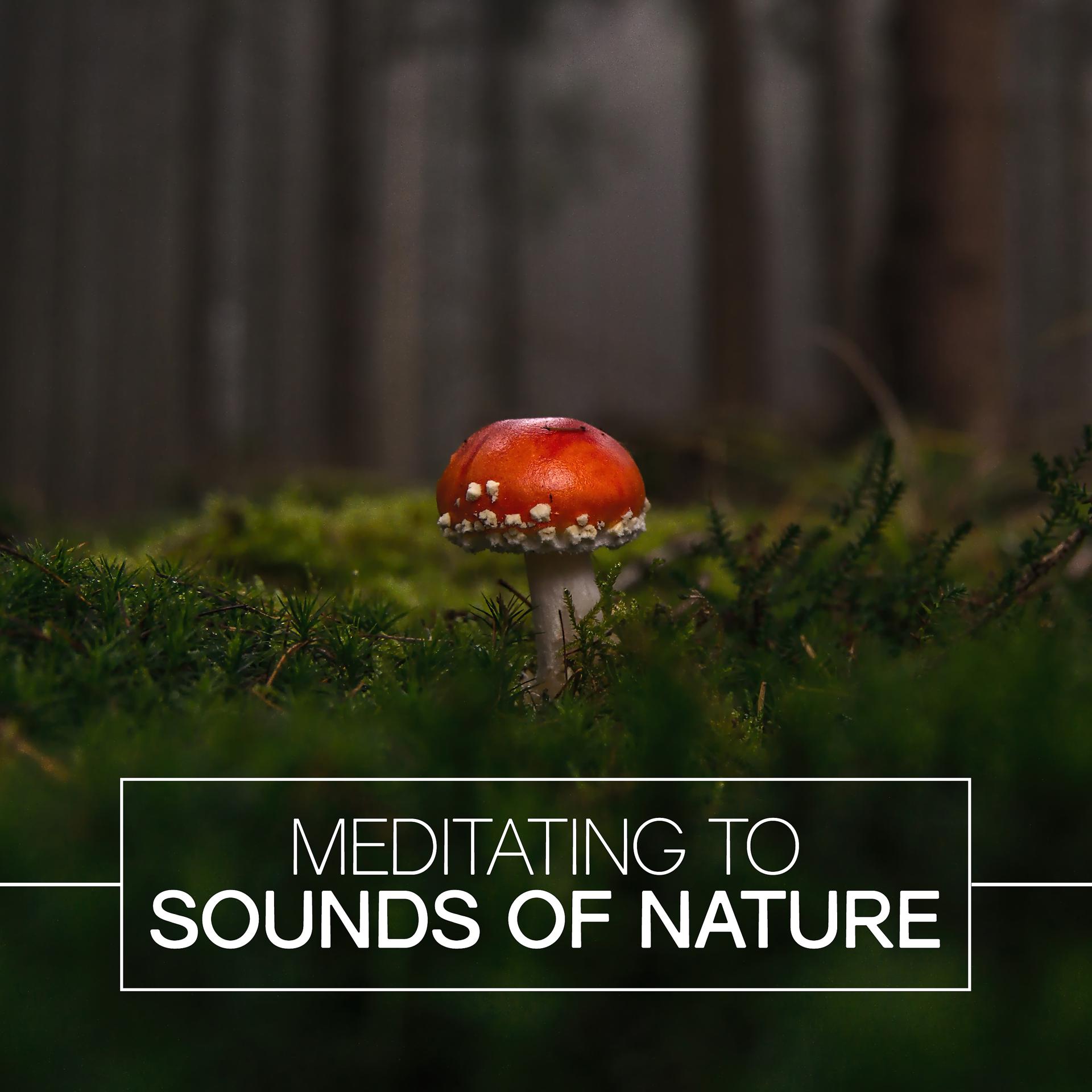 Постер альбома Meditating to Sounds of Nature