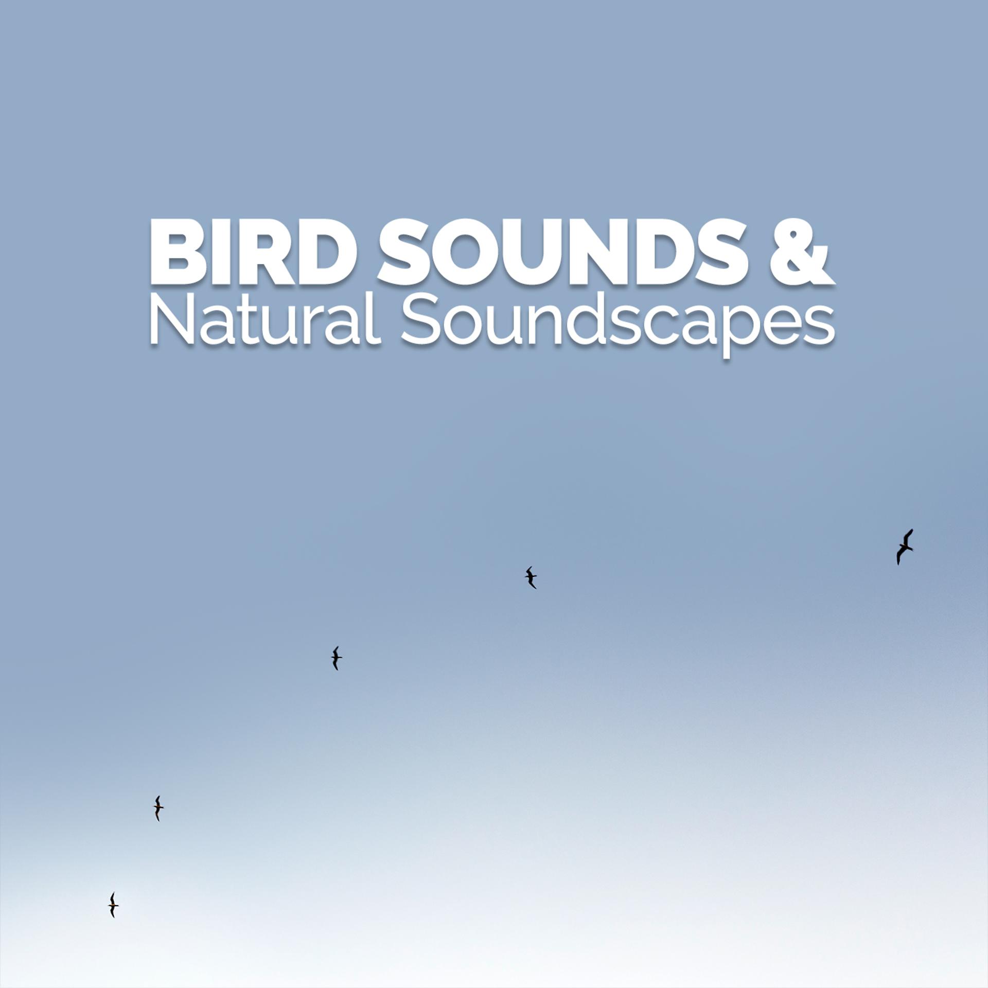 Постер альбома Bird Sounds & Natural Soundscapes