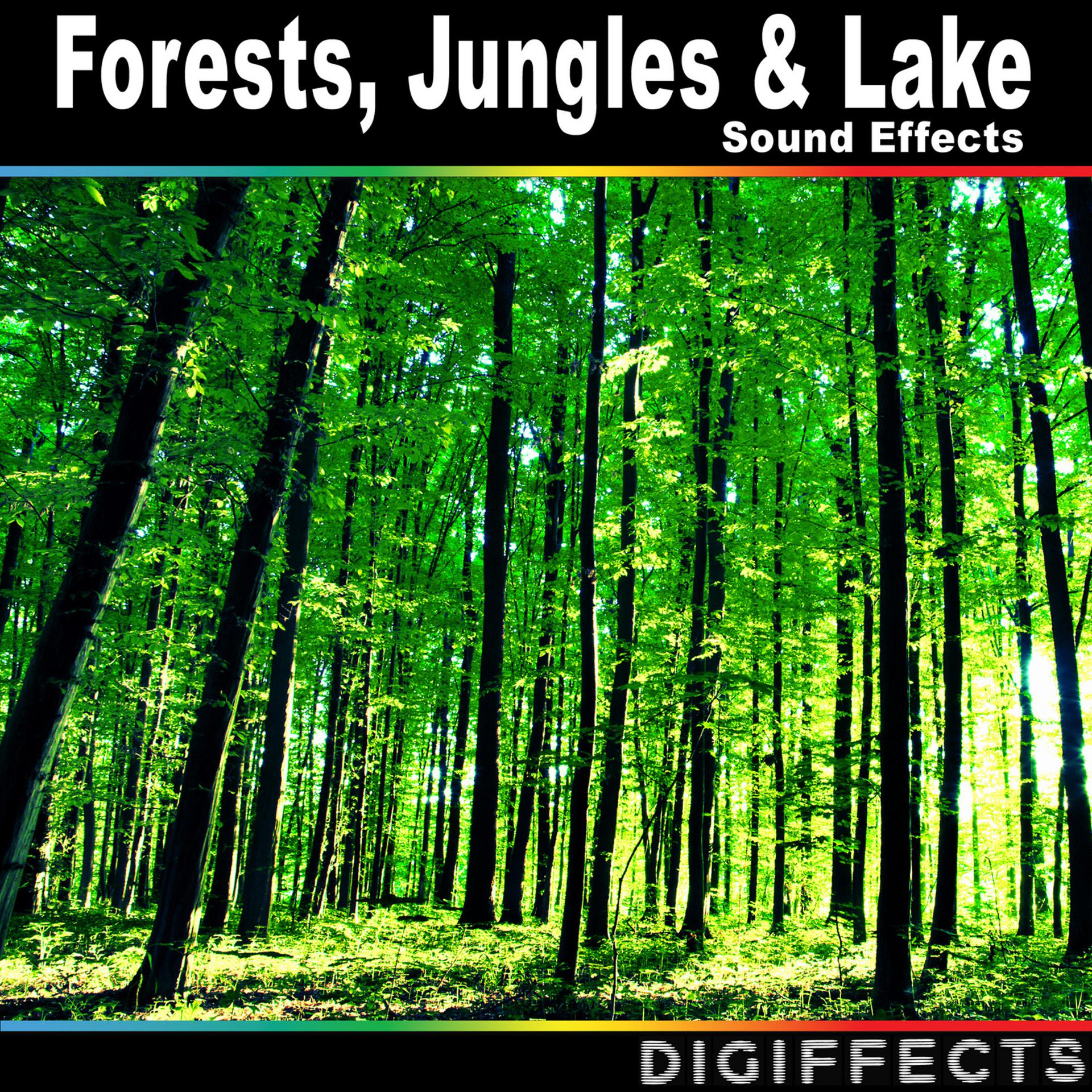 Постер альбома Forests, Jungles & Lake Sound Effects