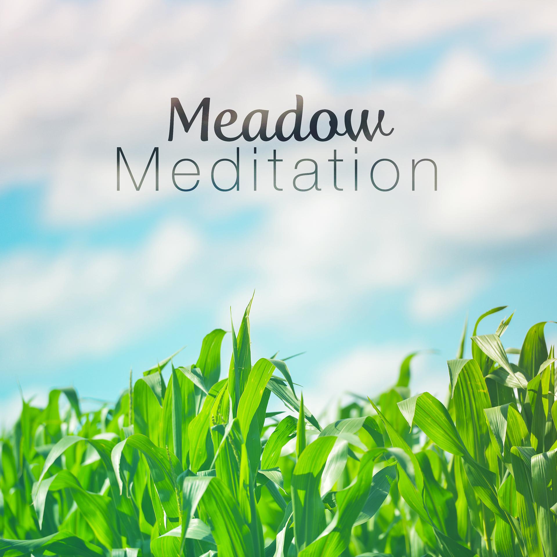Постер альбома Meadow Meditation